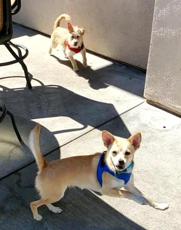 Images CJs Pet Staycation
