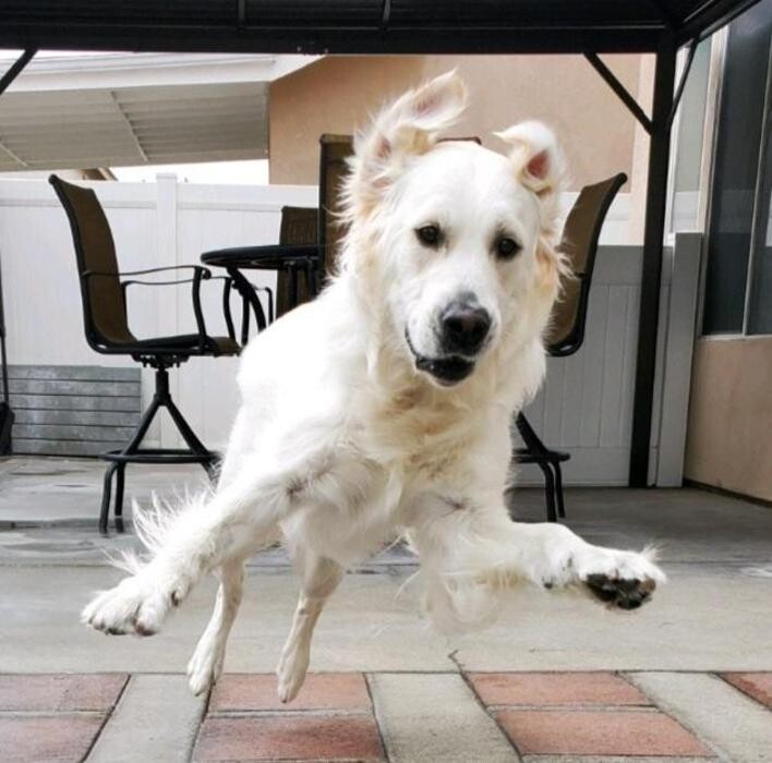Images CJs Pet Staycation