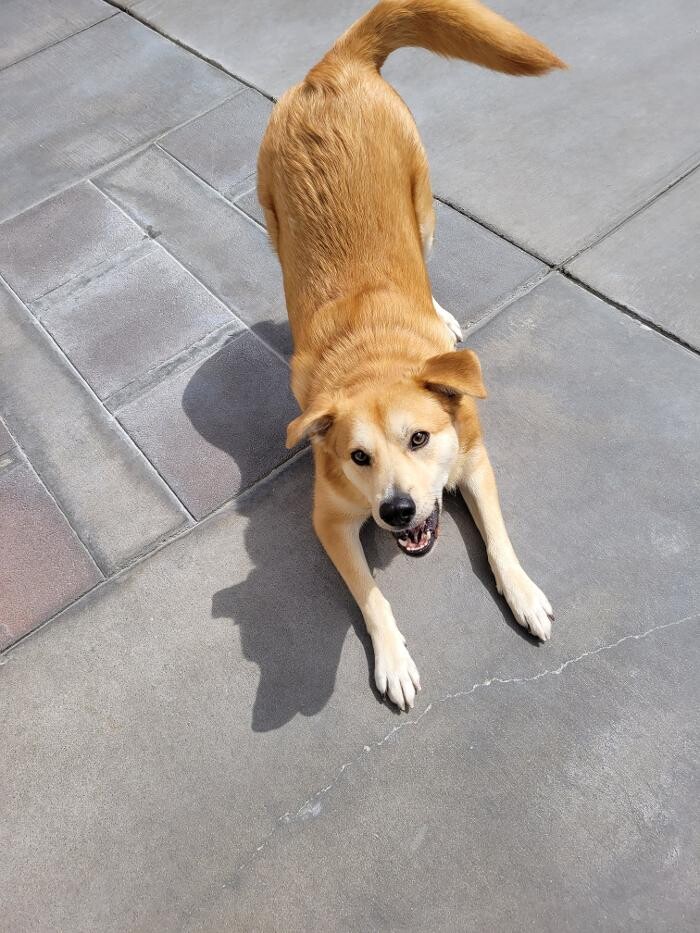 Images CJs Pet Staycation