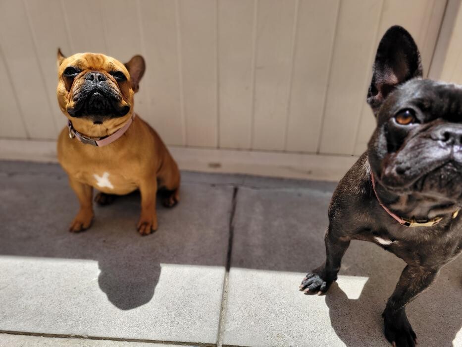 Images CJs Pet Staycation