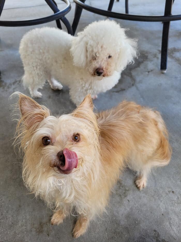 Images CJs Pet Staycation