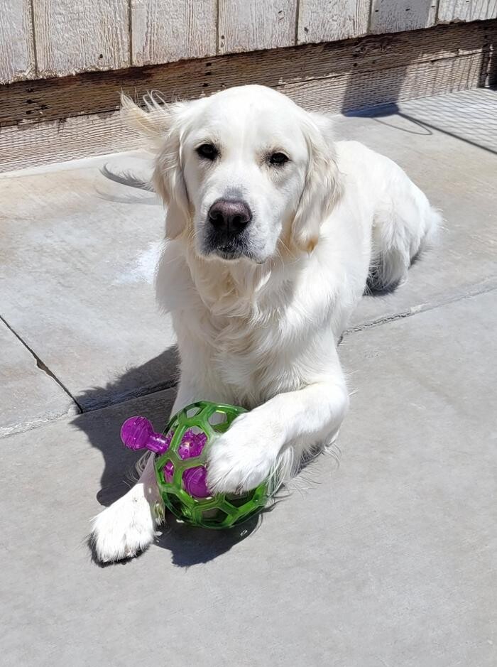 Images CJs Pet Staycation