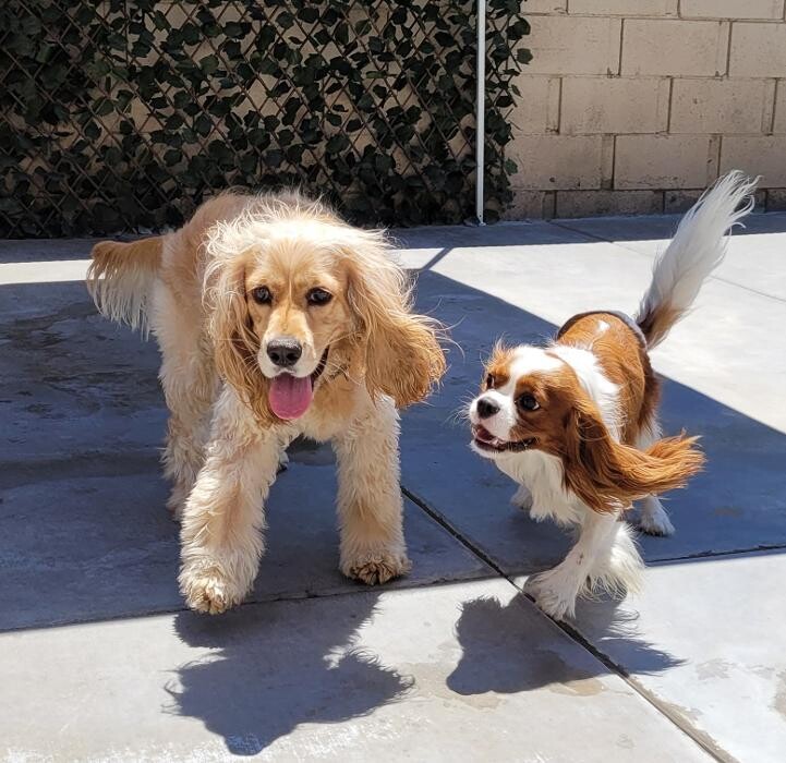 Images CJs Pet Staycation