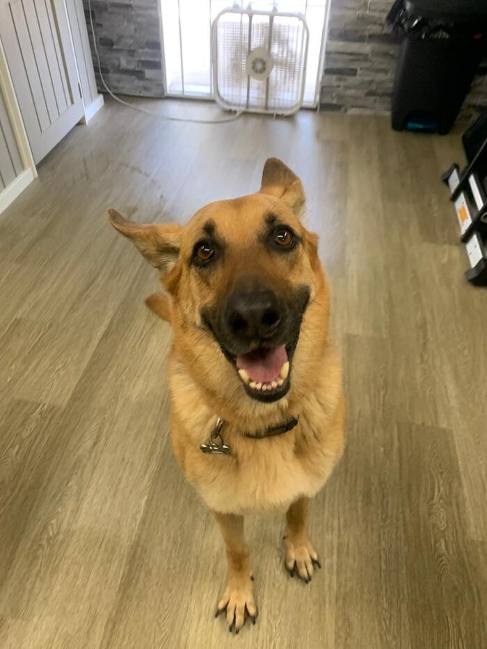 Images Majesty Pet Hotels