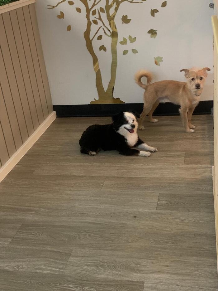 Images Majesty Pet Hotels