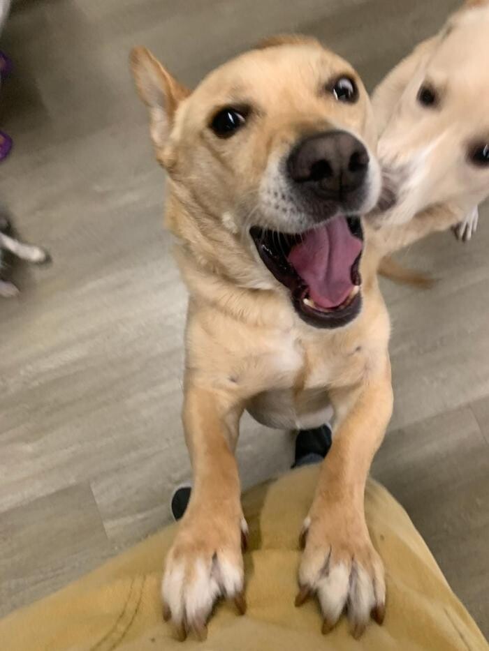 Images Majesty Pet Hotels