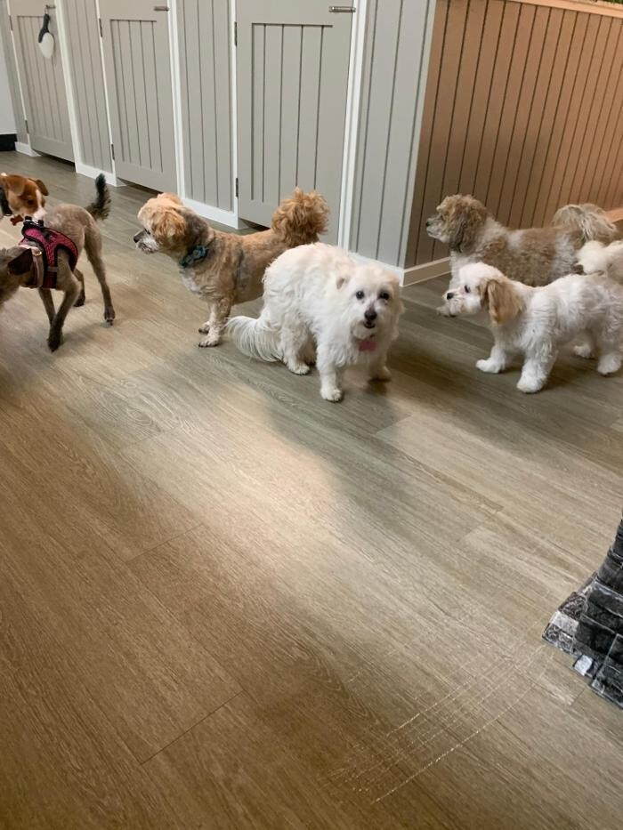 Images Majesty Pet Hotels