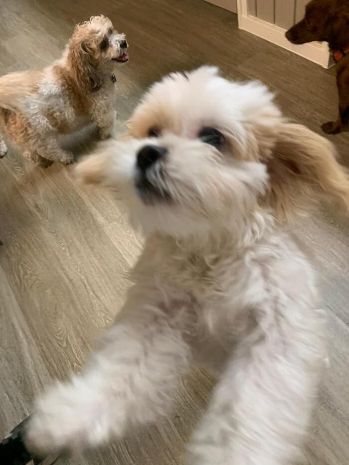 Images Majesty Pet Hotels