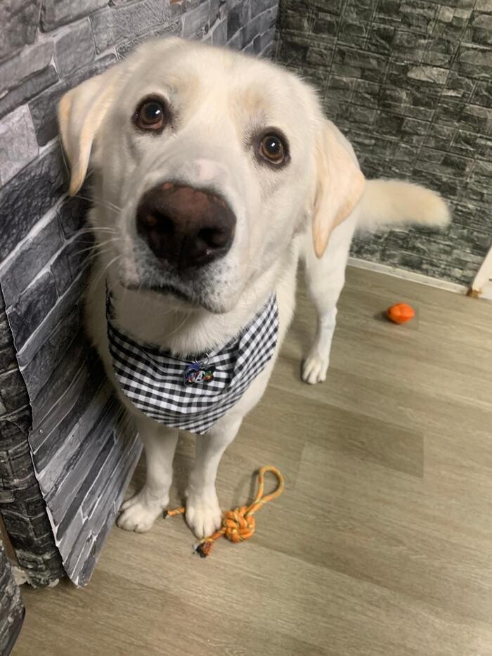 Images Majesty Pet Hotels