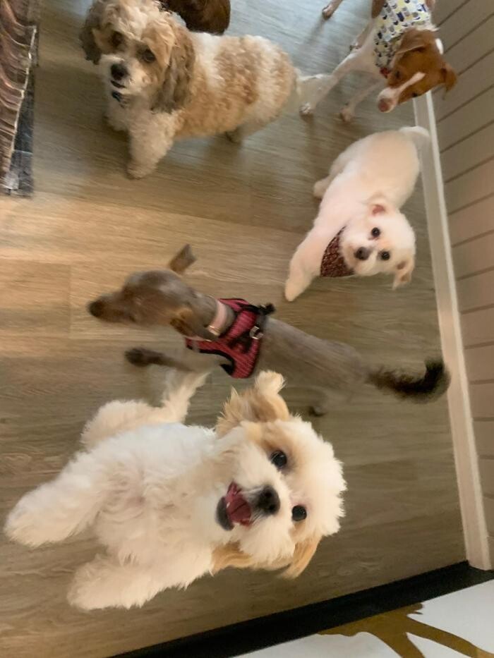 Images Majesty Pet Hotels