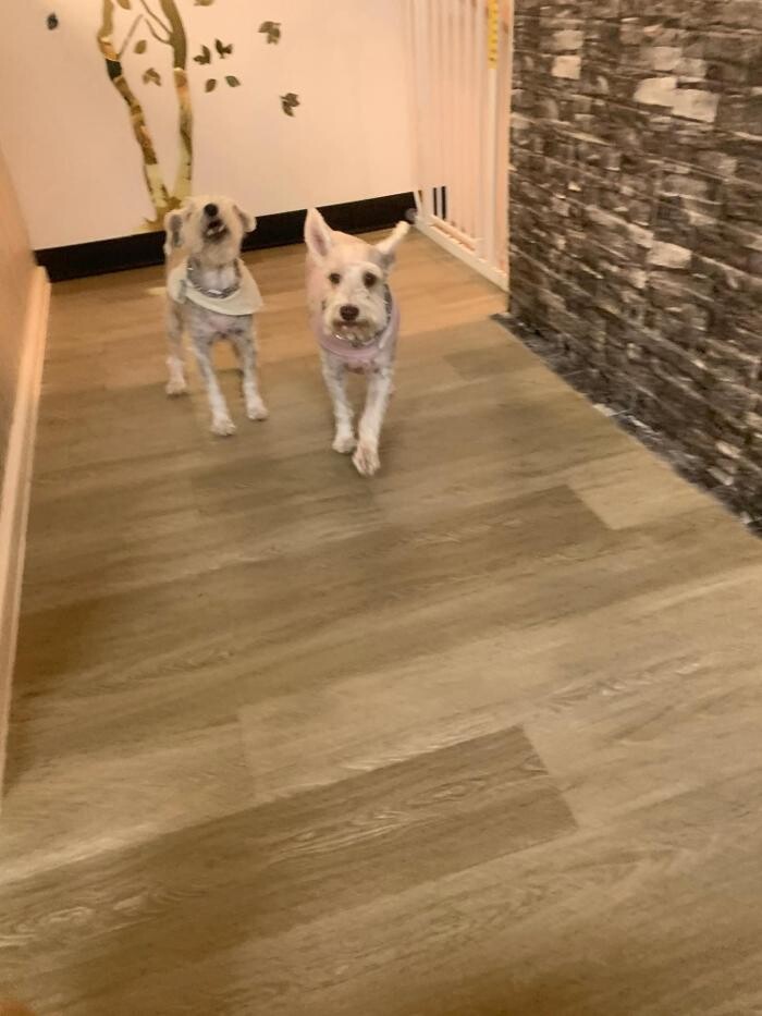 Images Majesty Pet Hotels