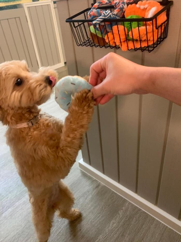 Images Majesty Pet Hotels