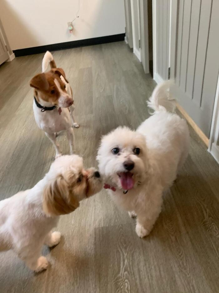 Images Majesty Pet Hotels