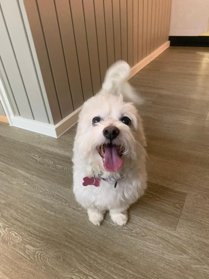 Images Majesty Pet Hotels