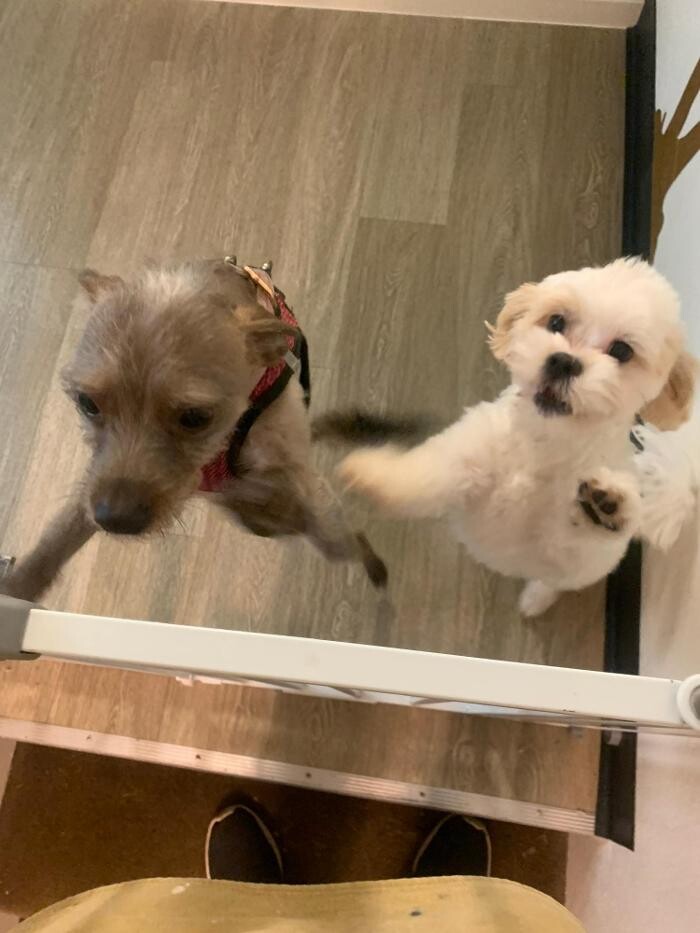 Images Majesty Pet Hotels