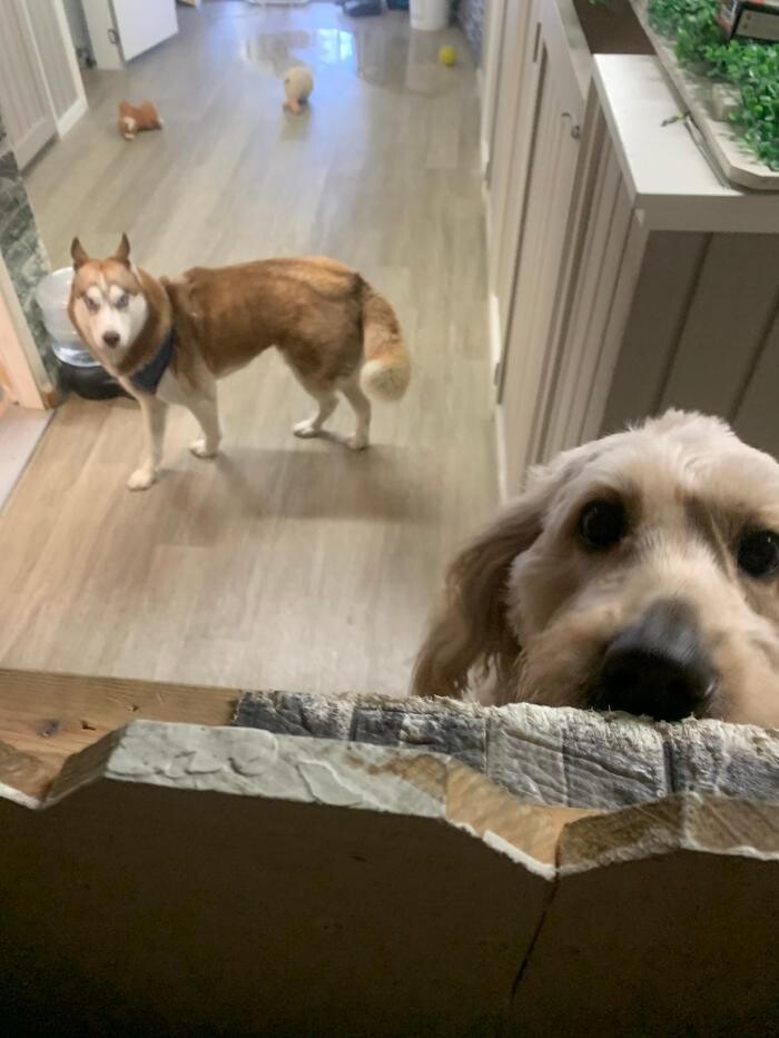 Images Majesty Pet Hotels