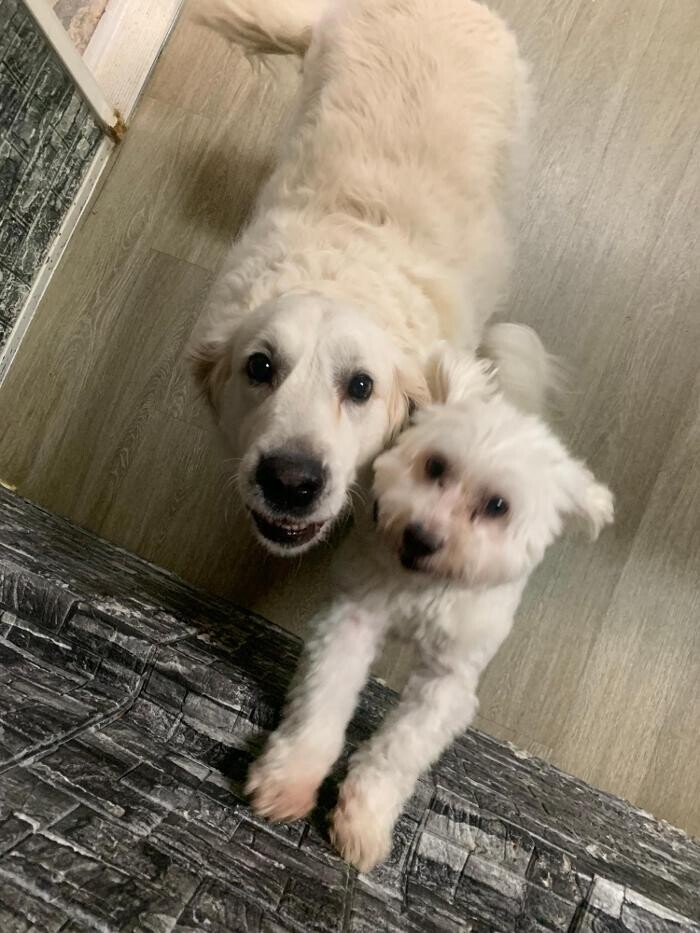 Images Majesty Pet Hotels