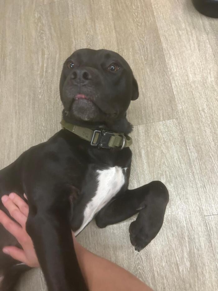 Images Majesty Pet Hotels