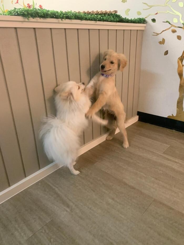 Images Majesty Pet Hotels