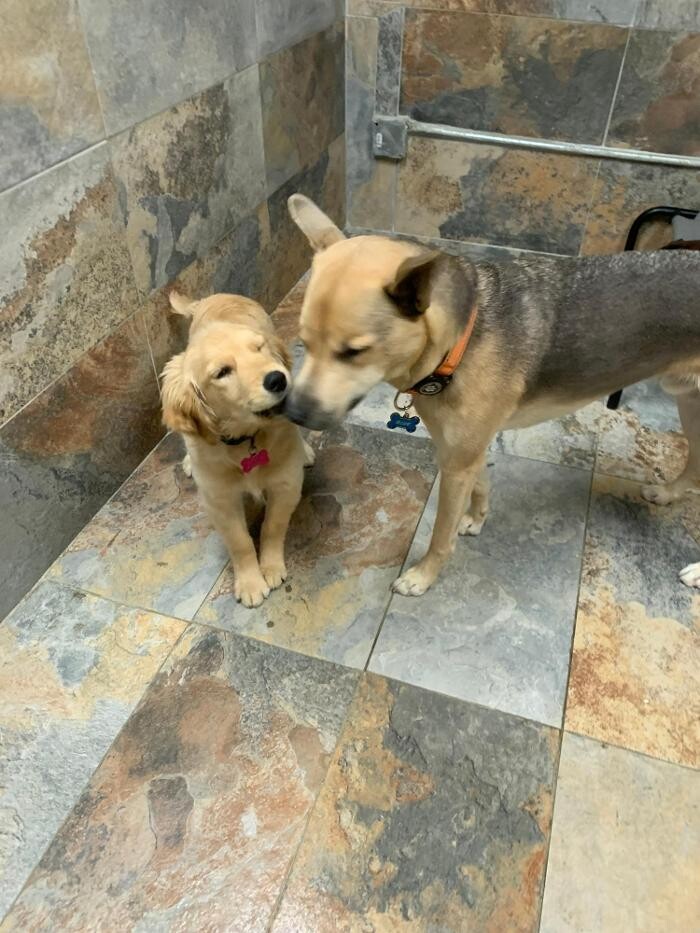 Images Majesty Pet Hotels