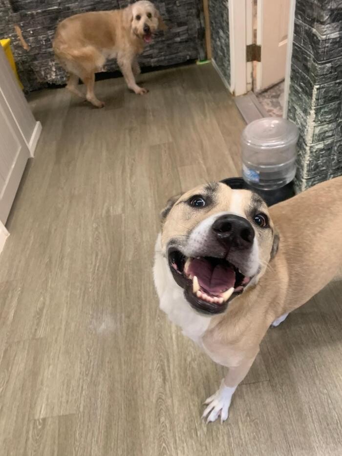 Images Majesty Pet Hotels