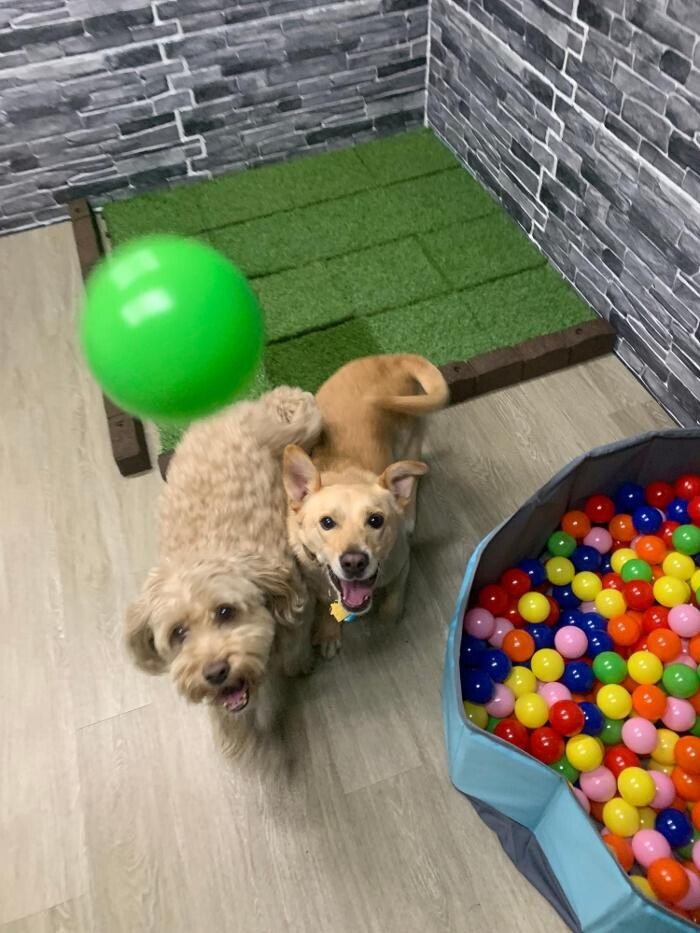 Images Majesty Pet Hotels