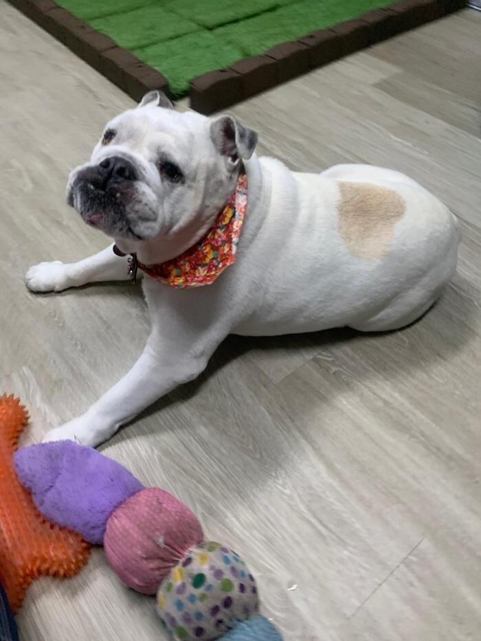 Images Majesty Pet Hotels