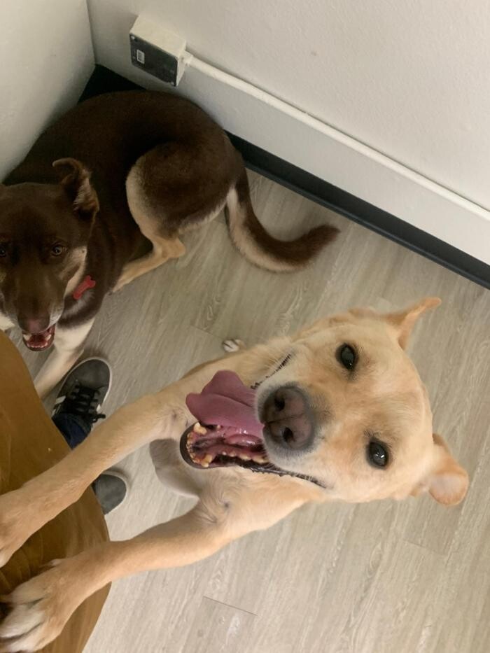 Images Majesty Pet Hotels