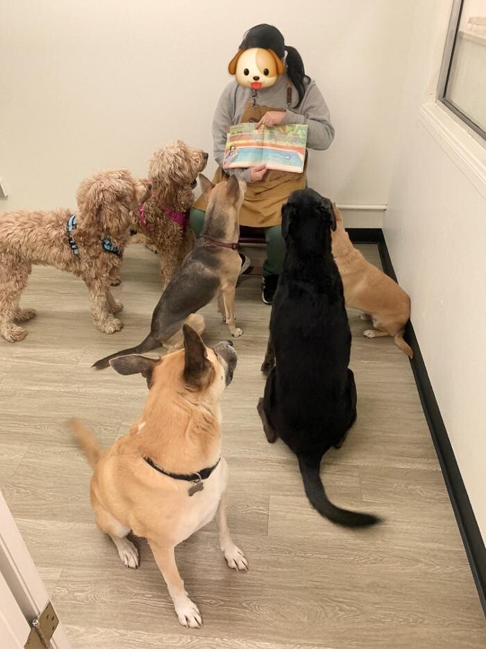 Images Majesty Pet Hotels