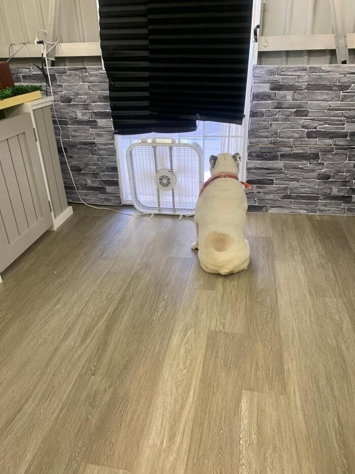 Images Majesty Pet Hotels