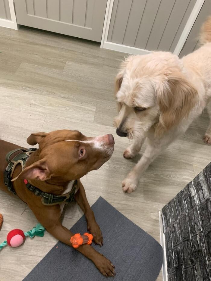 Images Majesty Pet Hotels