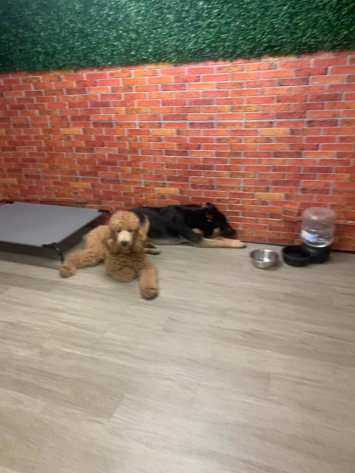 Images Majesty Pet Hotels