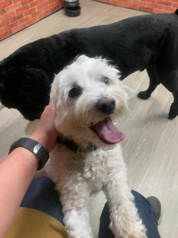 Images Majesty Pet Hotels