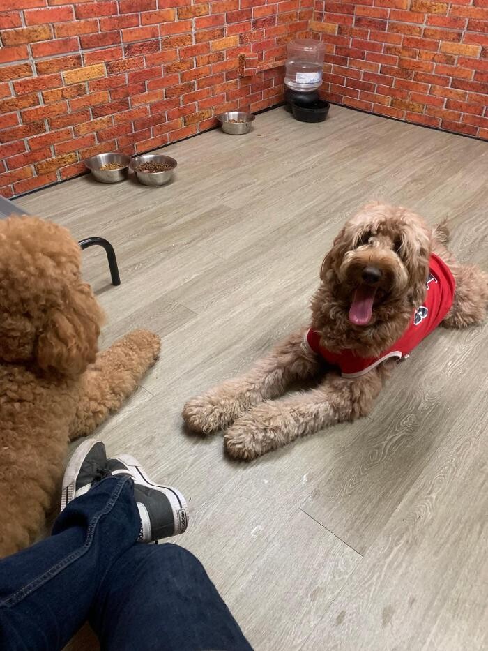 Images Majesty Pet Hotels