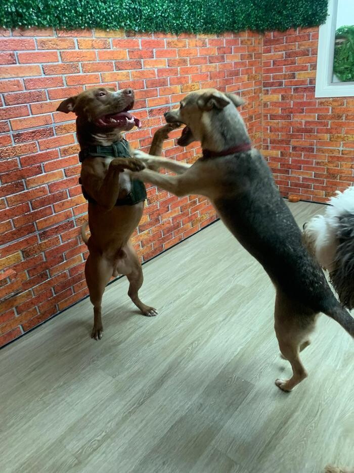 Images Majesty Pet Hotels