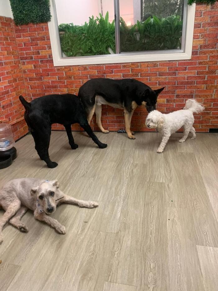 Images Majesty Pet Hotels