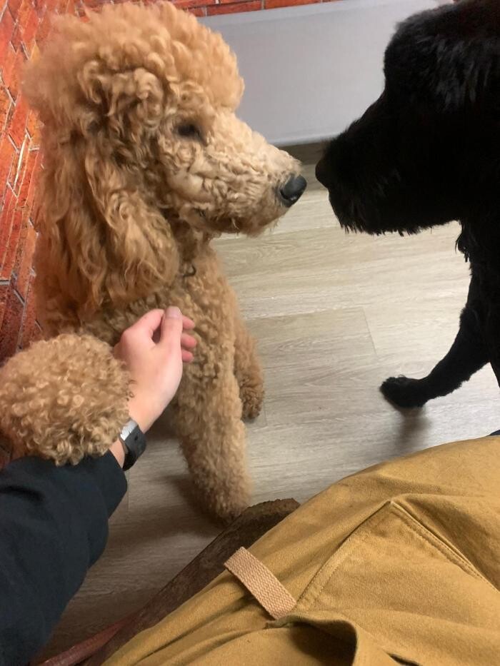 Images Majesty Pet Hotels