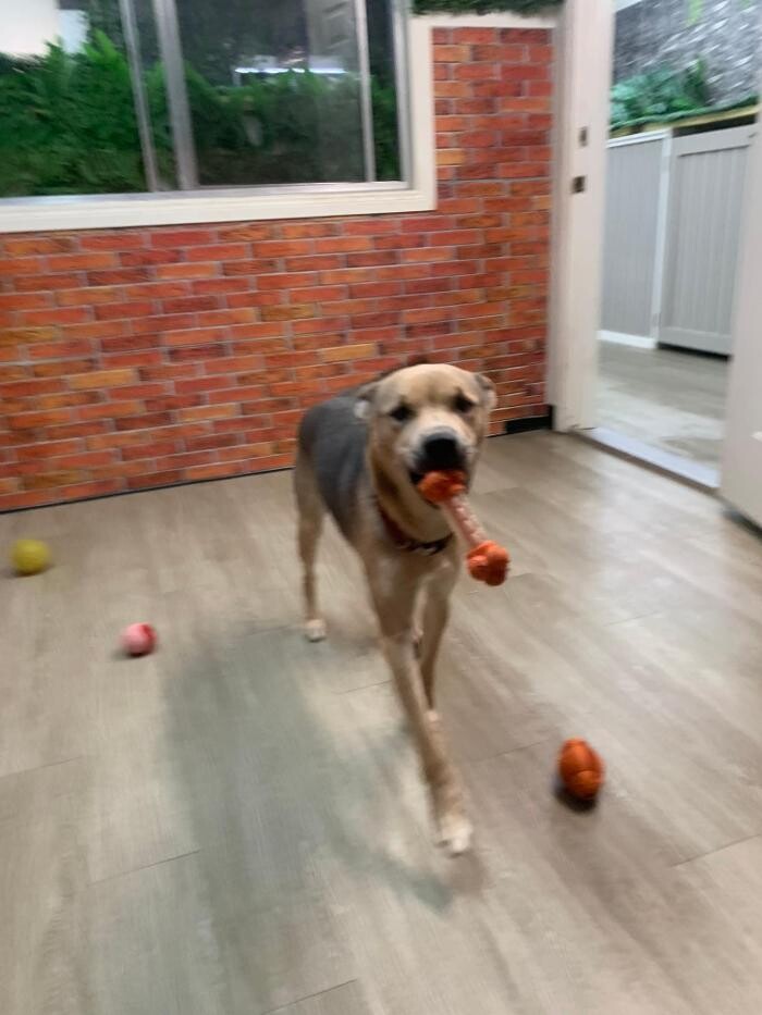 Images Majesty Pet Hotels