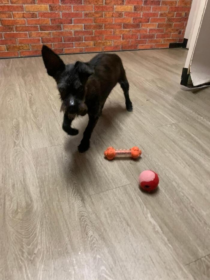 Images Majesty Pet Hotels