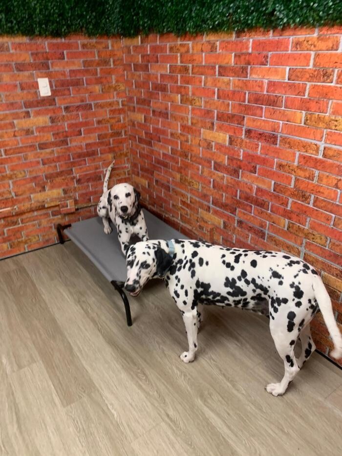 Images Majesty Pet Hotels