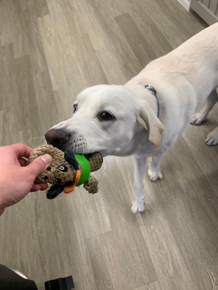 Images Majesty Pet Hotels