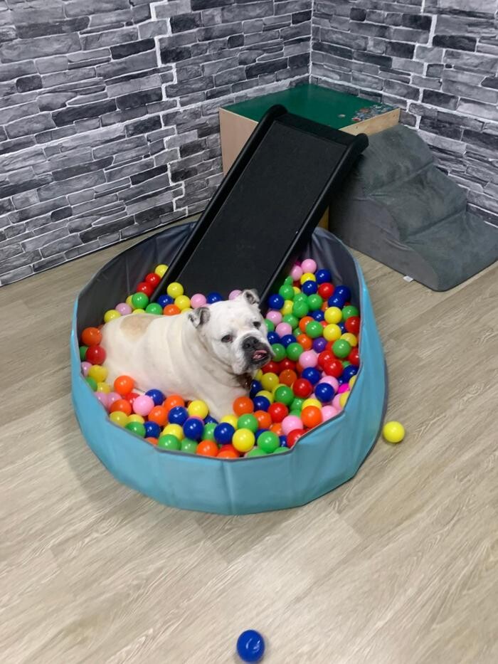 Images Majesty Pet Hotels