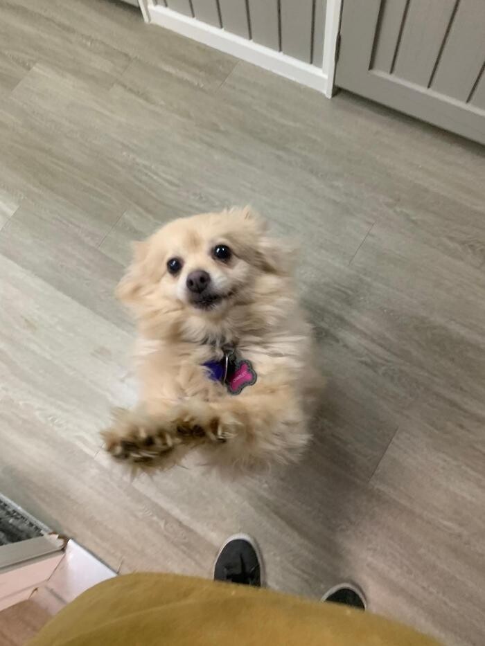 Images Majesty Pet Hotels