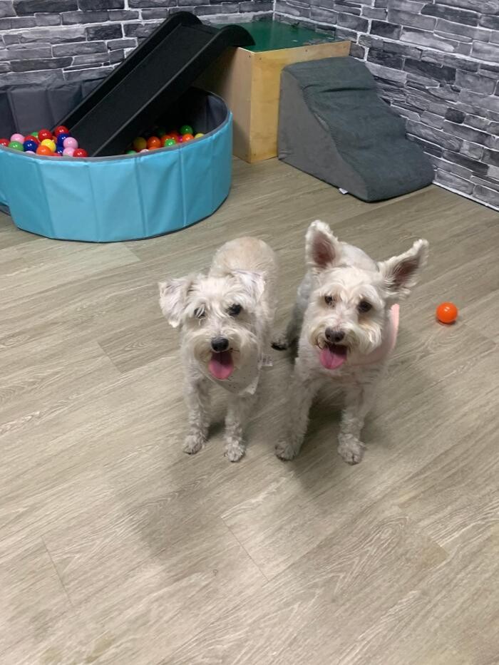 Images Majesty Pet Hotels