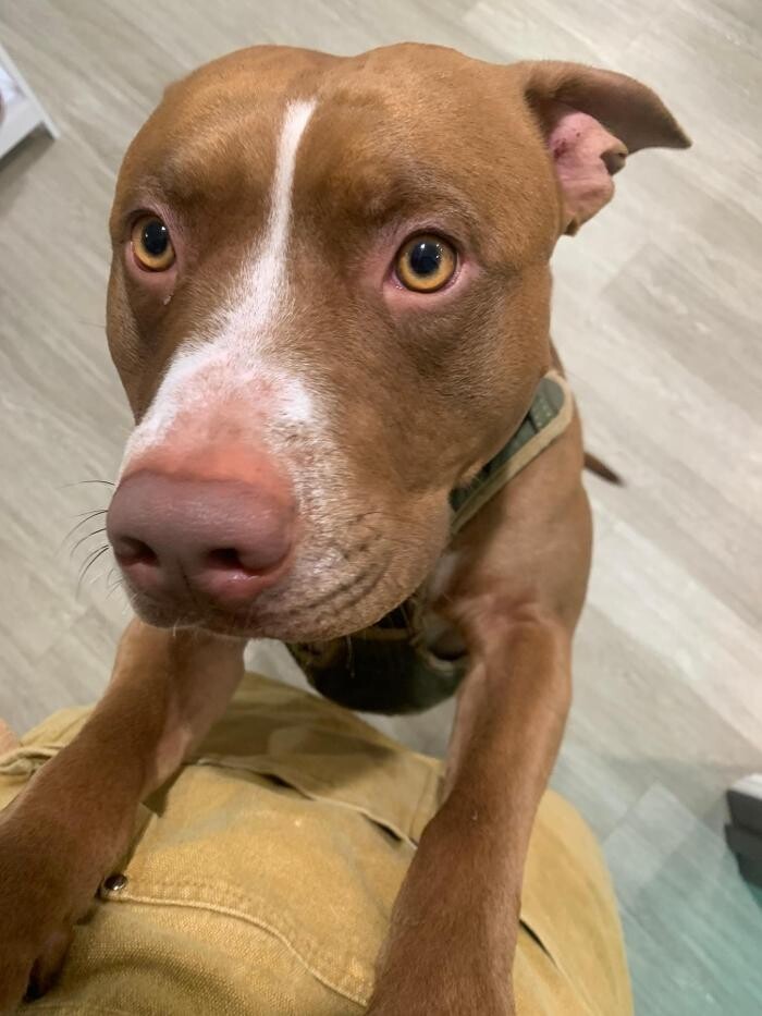 Images Majesty Pet Hotels