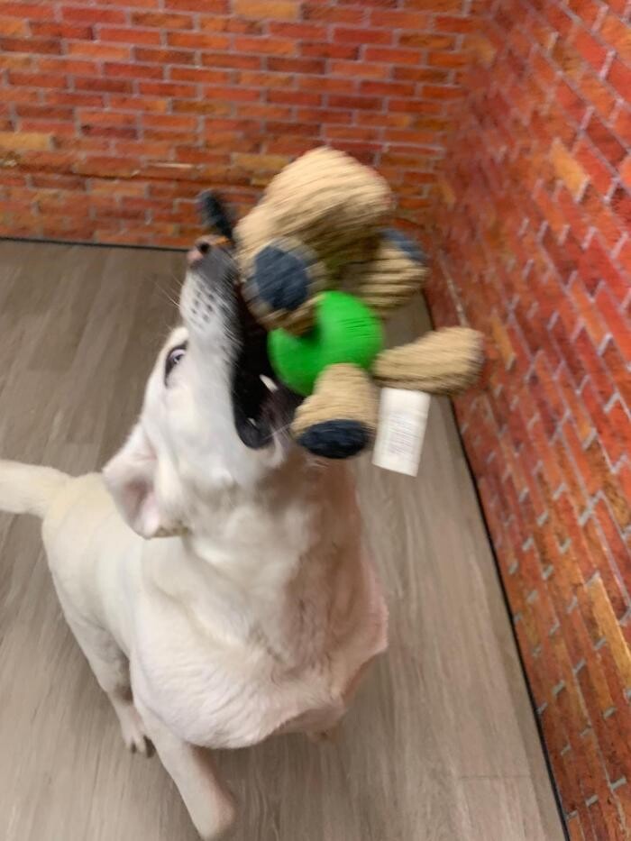 Images Majesty Pet Hotels