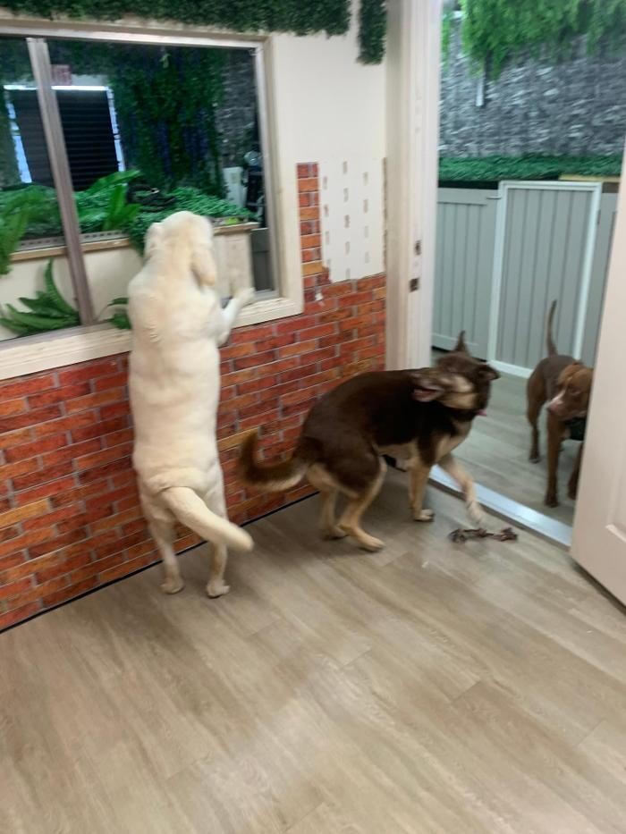 Images Majesty Pet Hotels