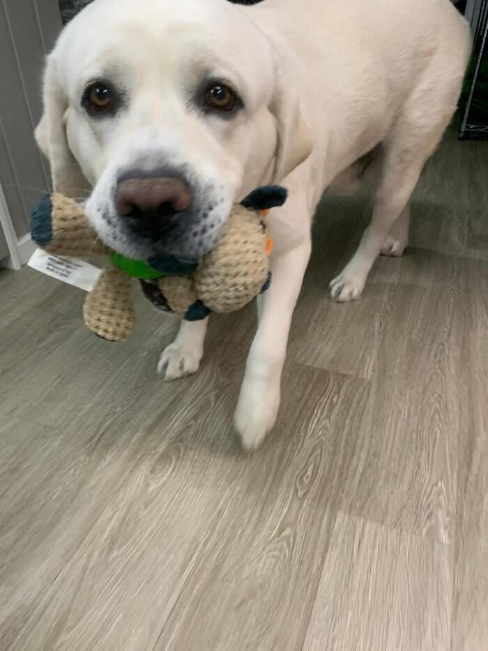 Images Majesty Pet Hotels