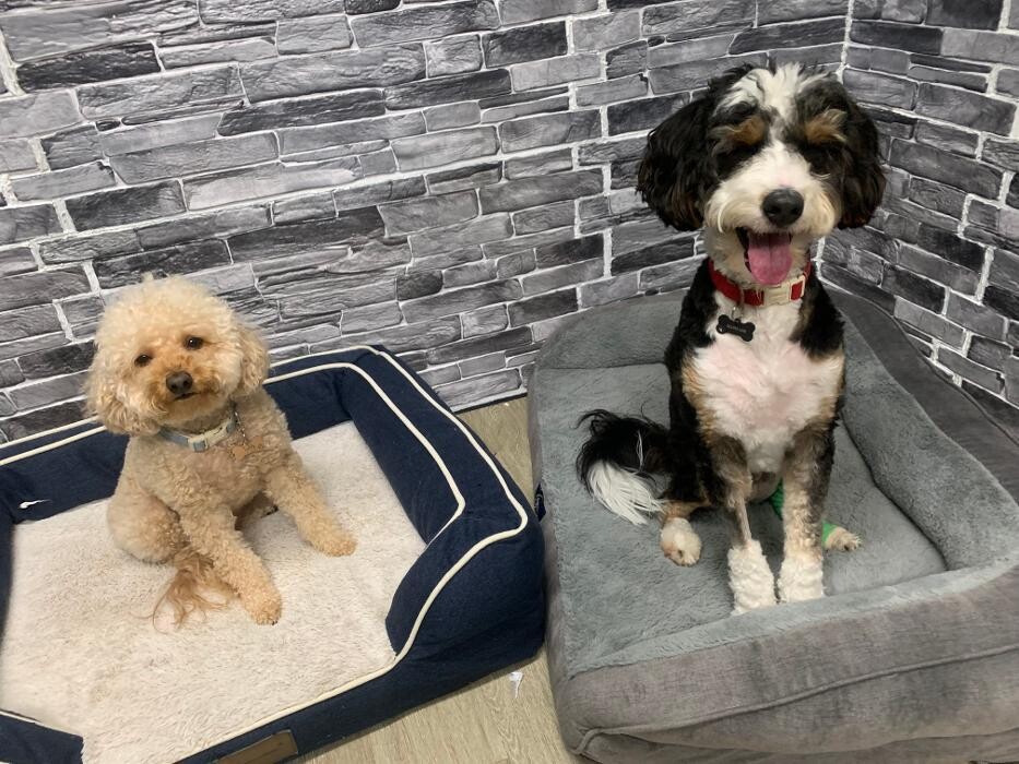 Images Majesty Pet Hotels