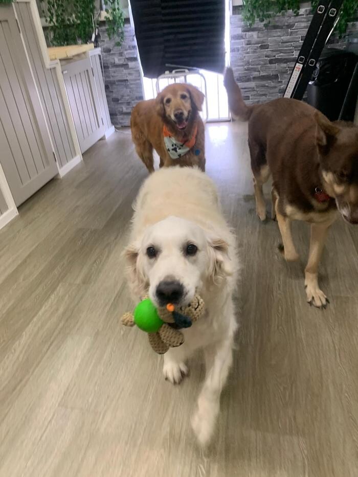 Images Majesty Pet Hotels